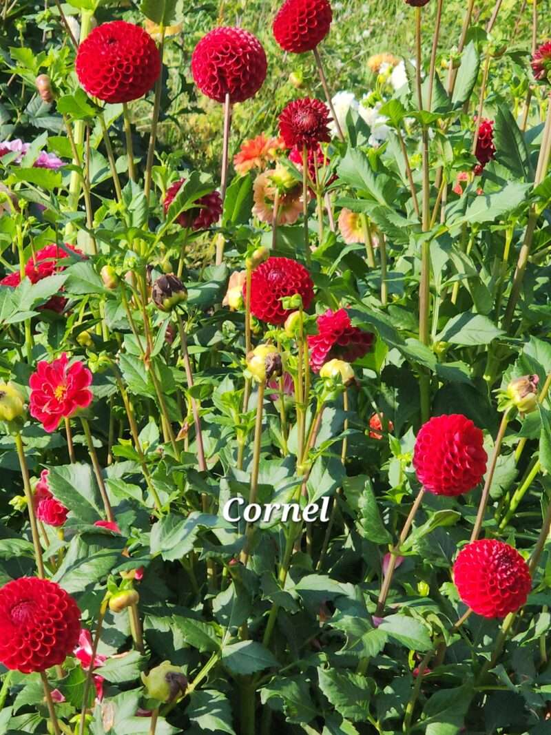 Cornel - Image 2