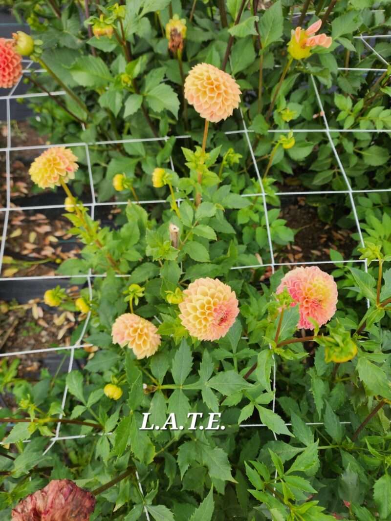 L A T E - Image 3