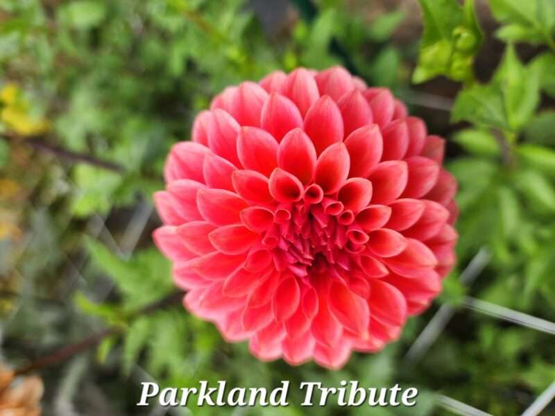 Parkland Tribute - Image 2