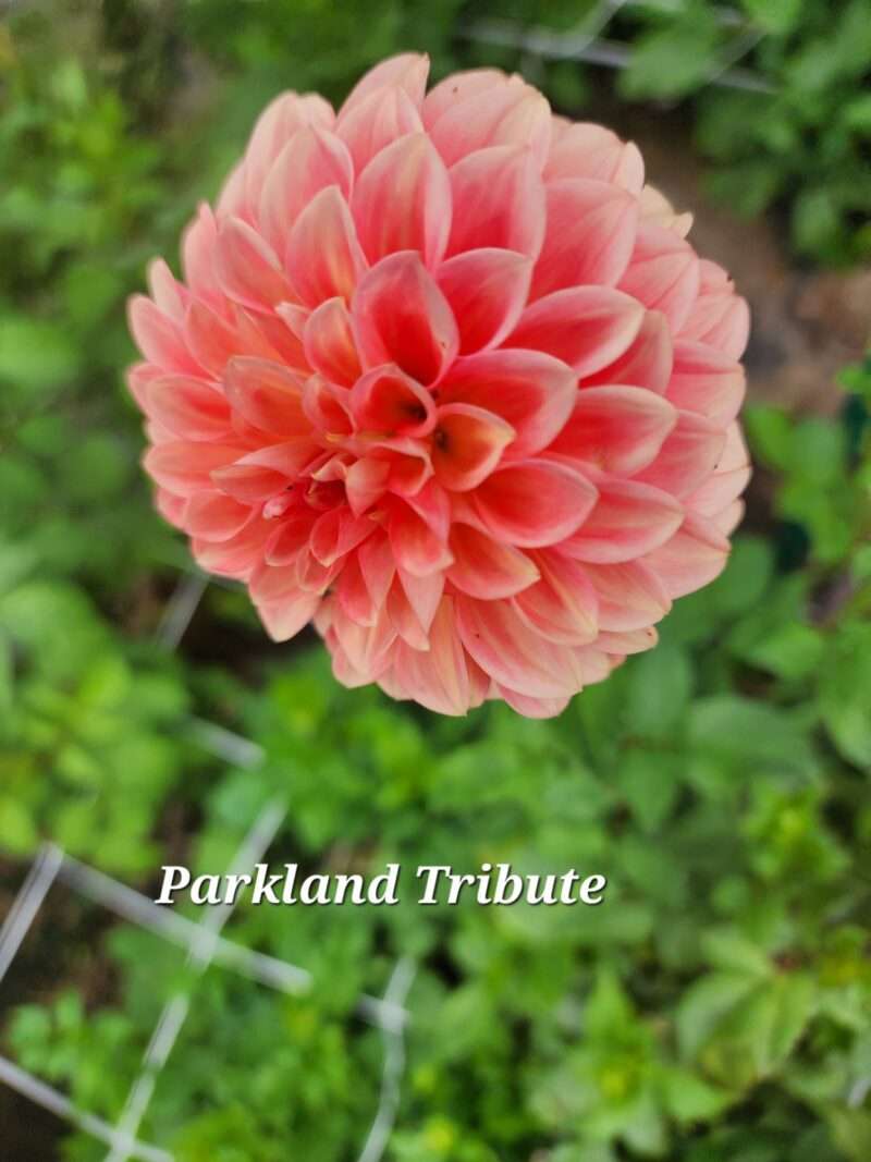 Parkland Tribute - Image 3