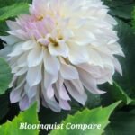 Bloomquist Compare