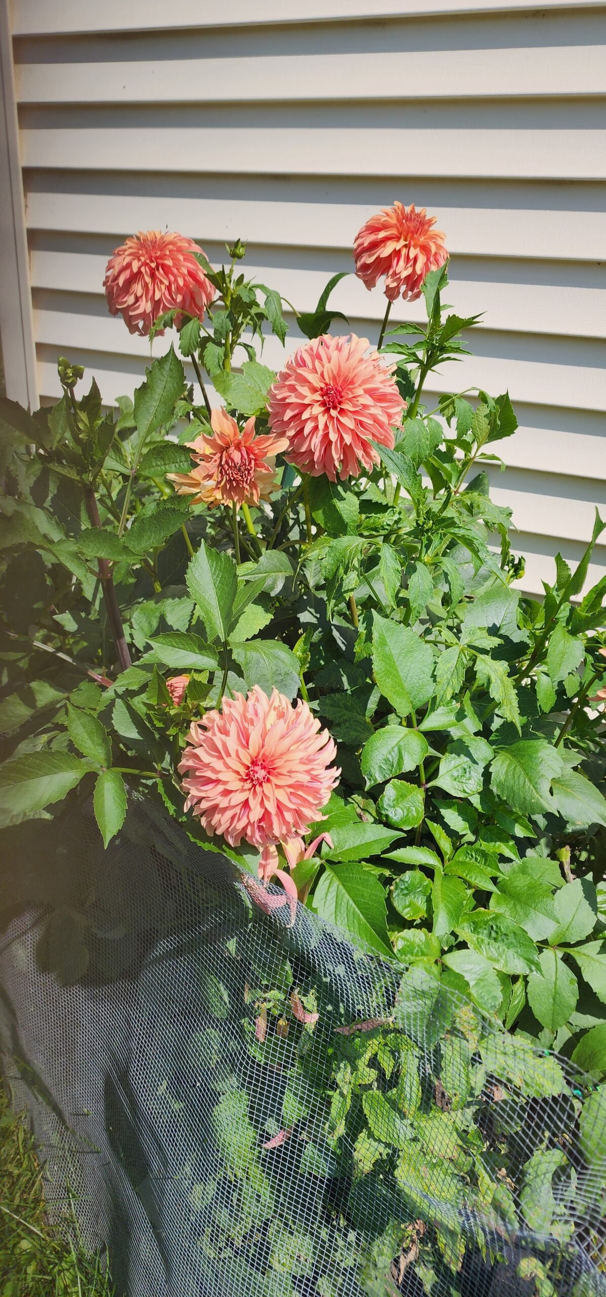 River's Can't Elope - Image 5