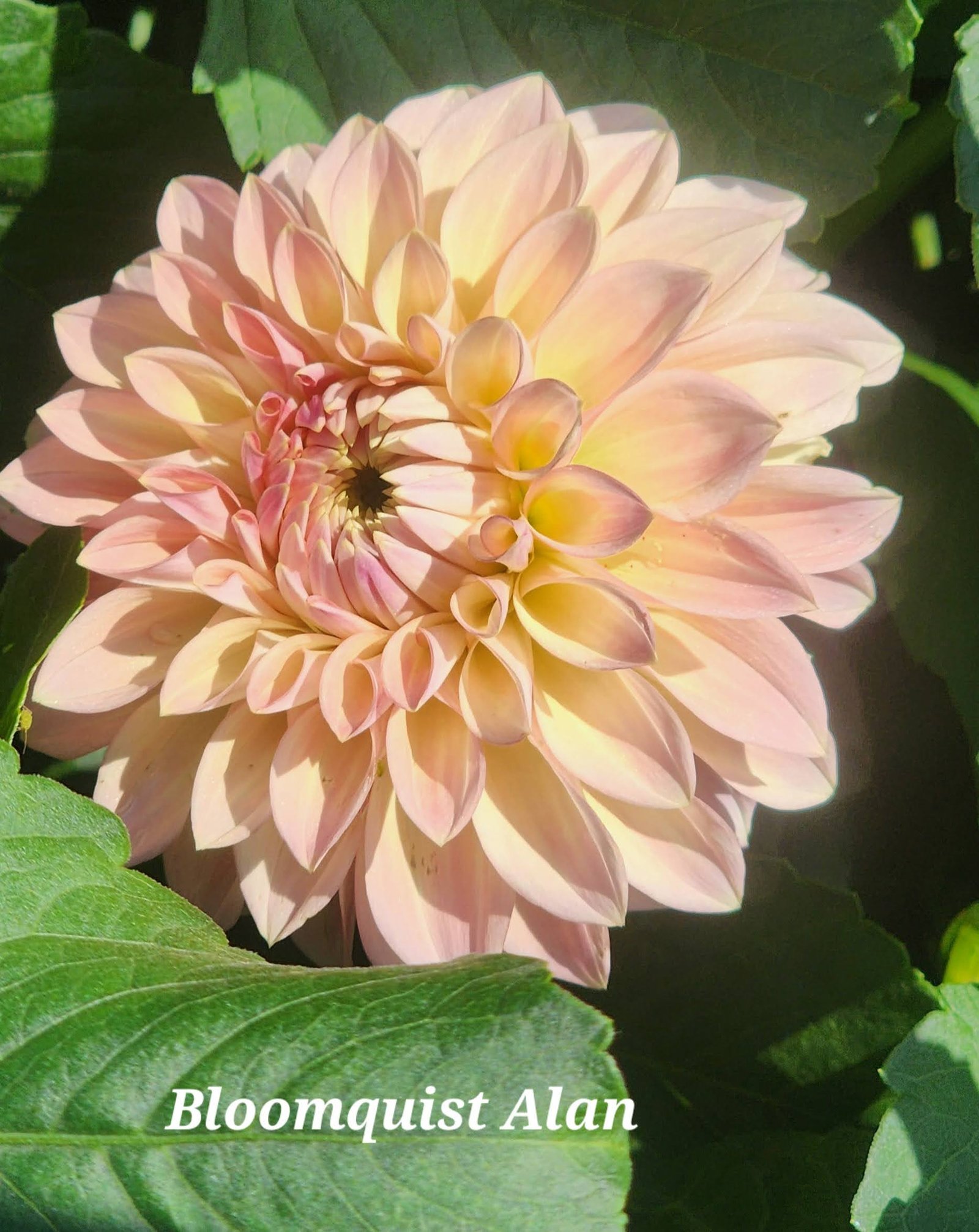 Bloomquist Alan - Image 5