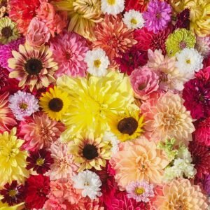 5 count Random unknown tubers