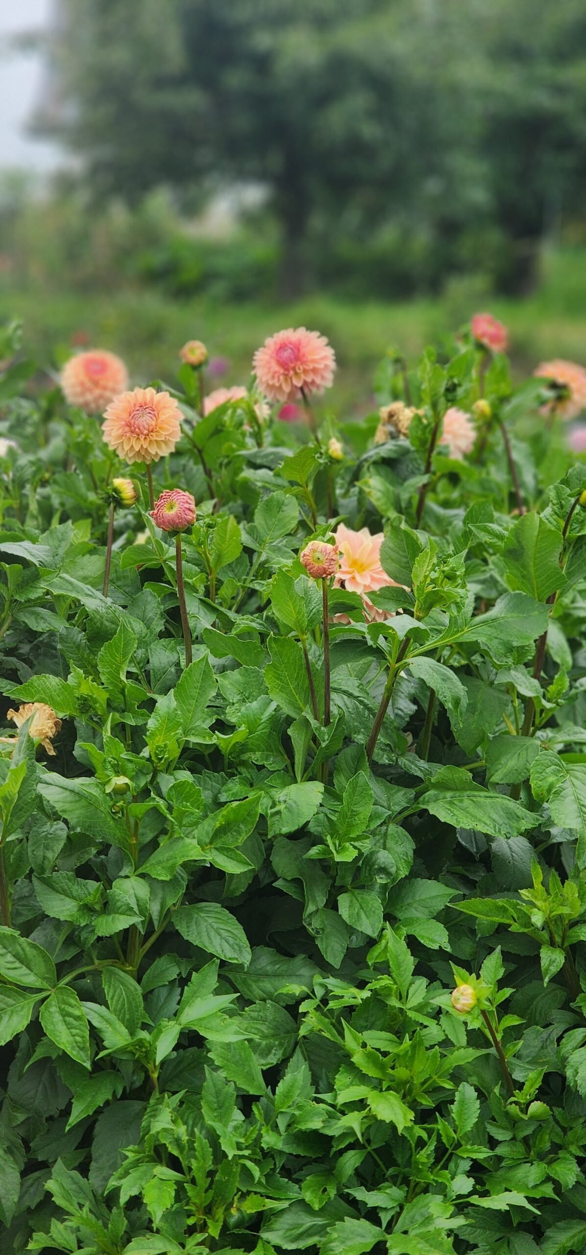 Bloomquist Alan - Image 7