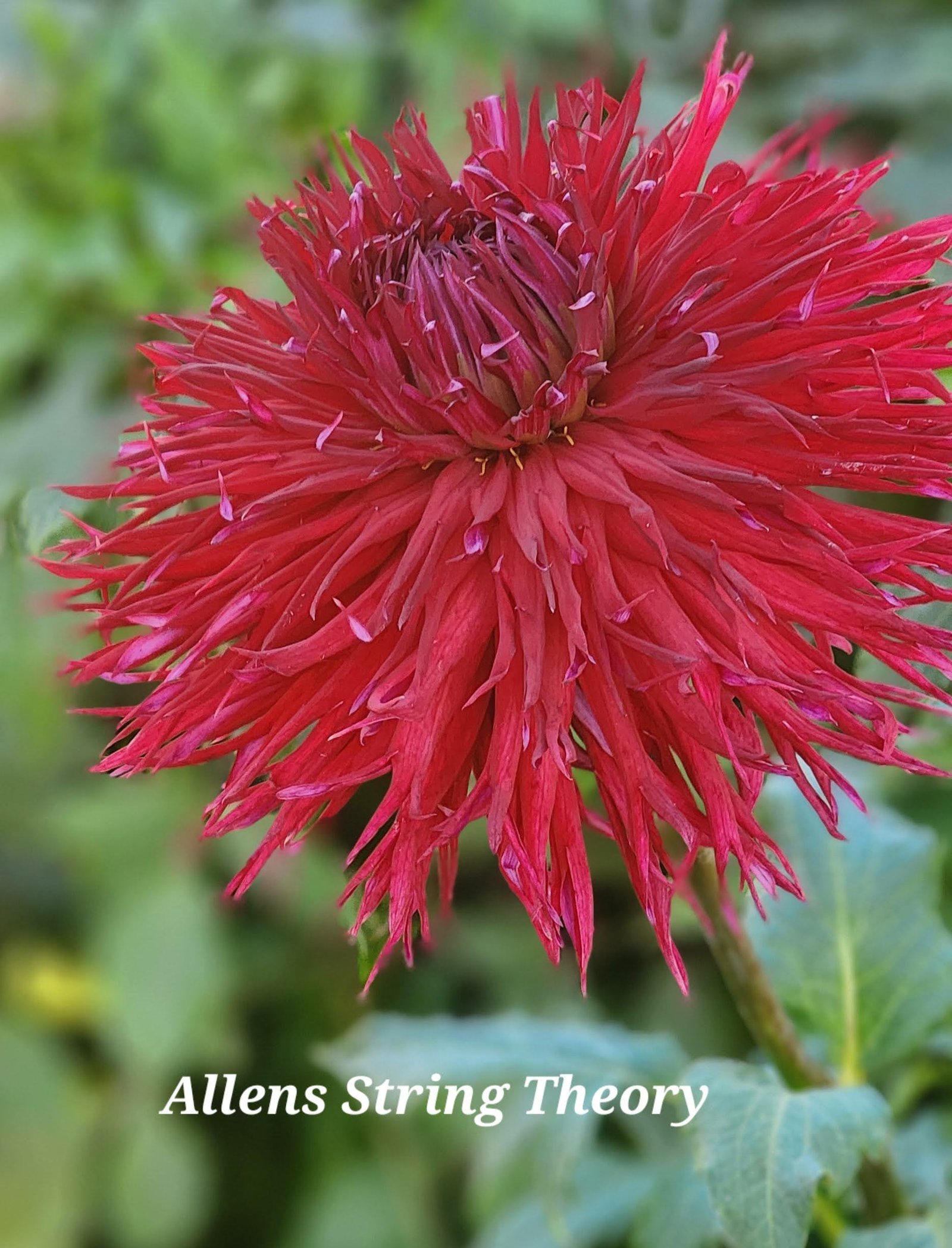 Allen's String Theory - Image 5