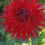 Allen's String Theory