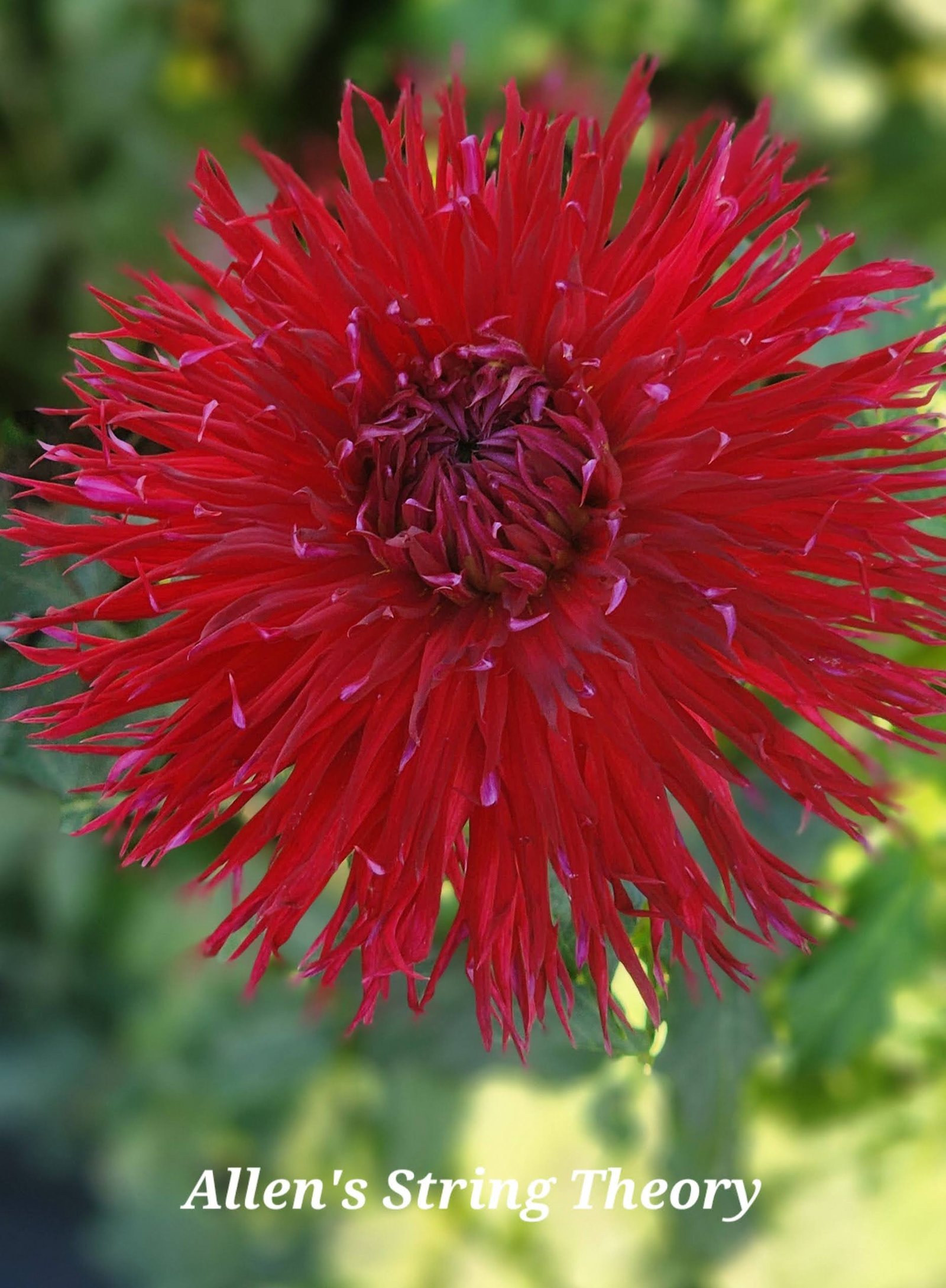 Allen's String Theory