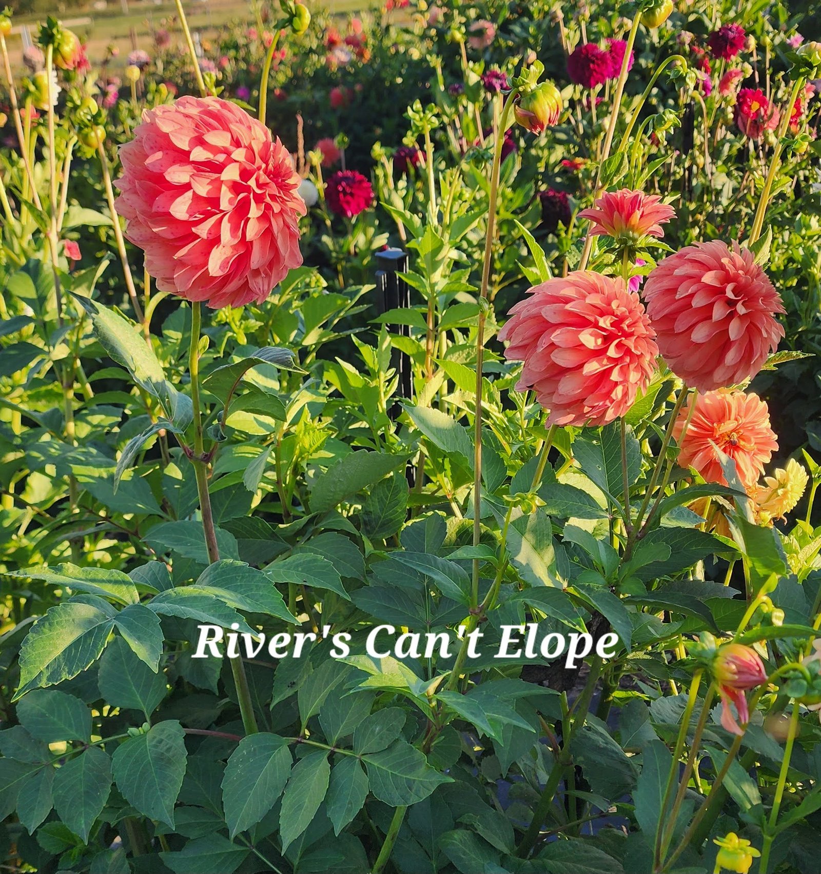 River's Can't Elope - Image 3