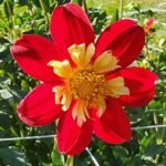 Destiny's John Michael