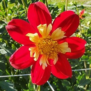 Destiny's John Michael