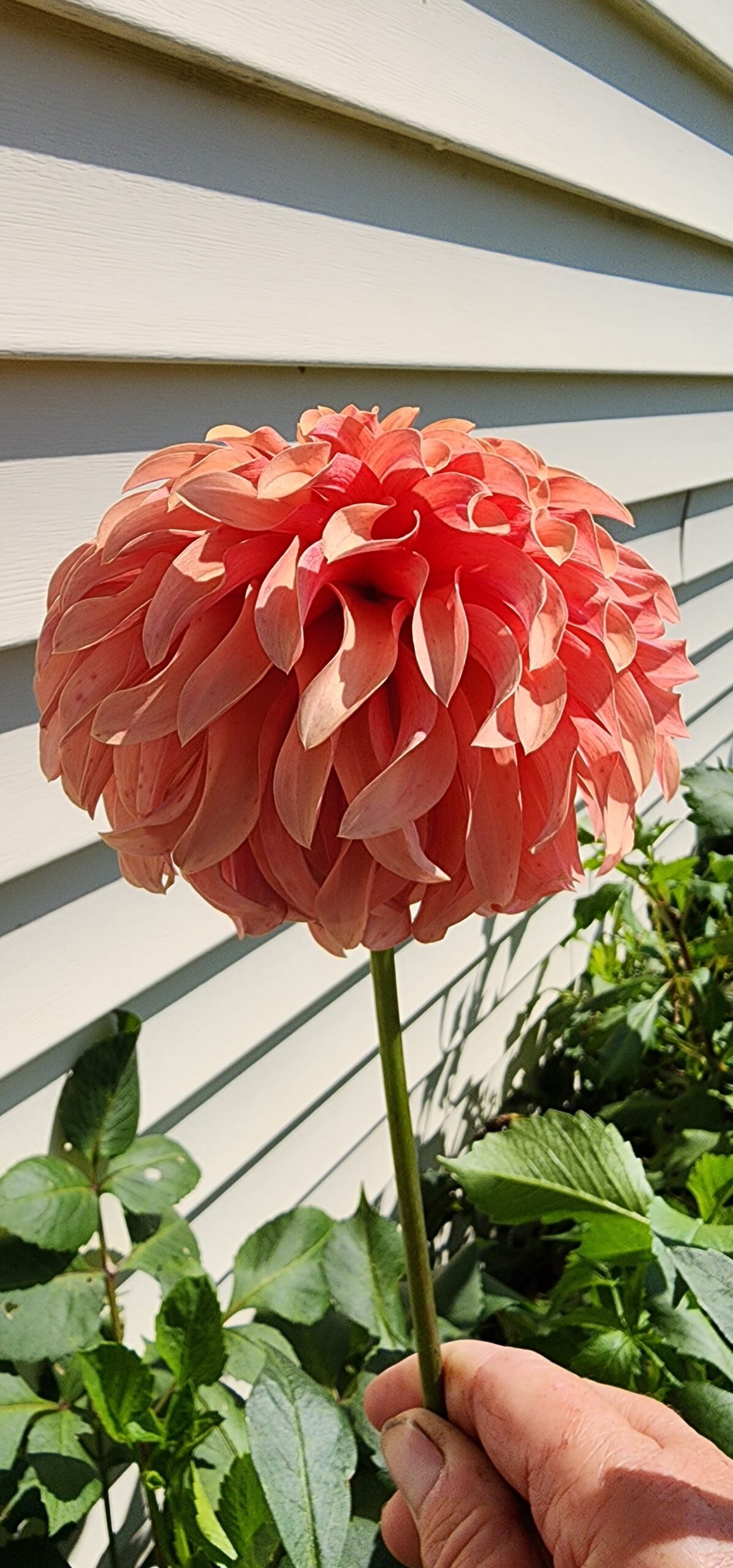 River's Can't Elope - Image 2