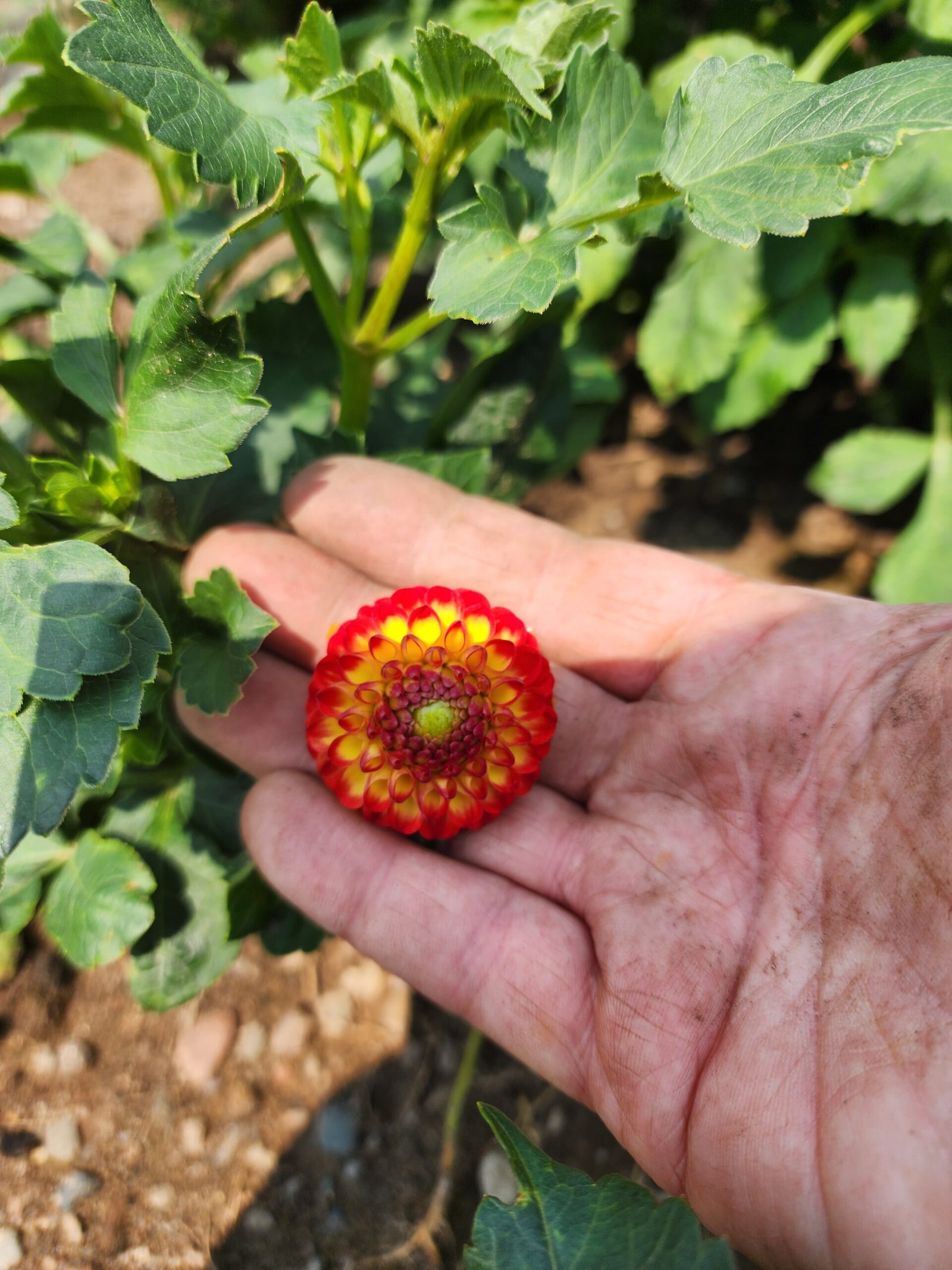 Little Beeswing - Image 2