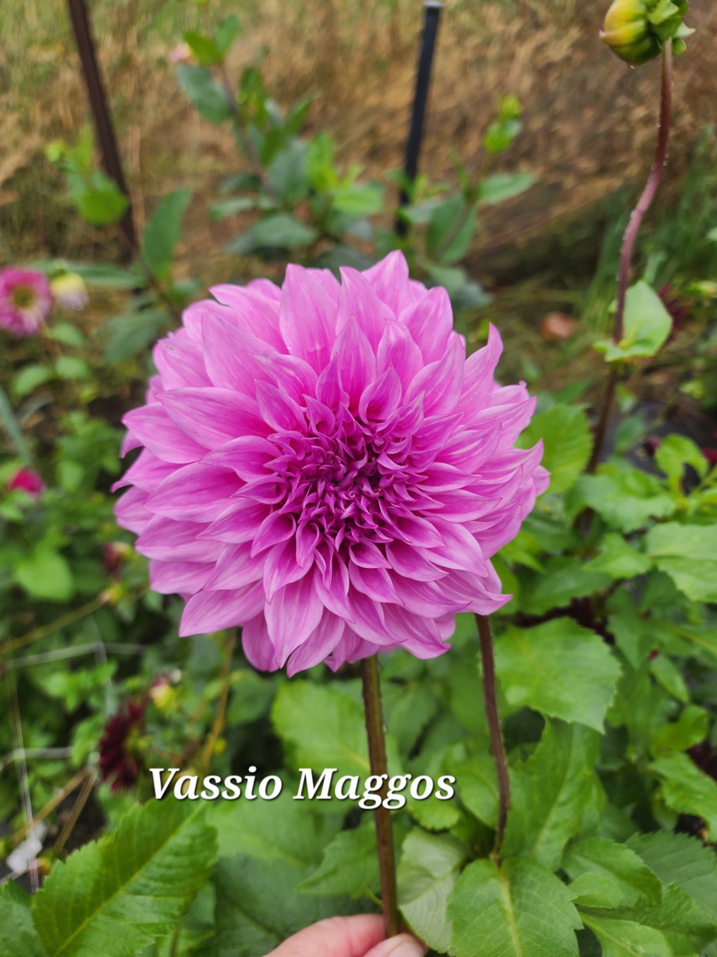 Vassio Meggos - Image 2