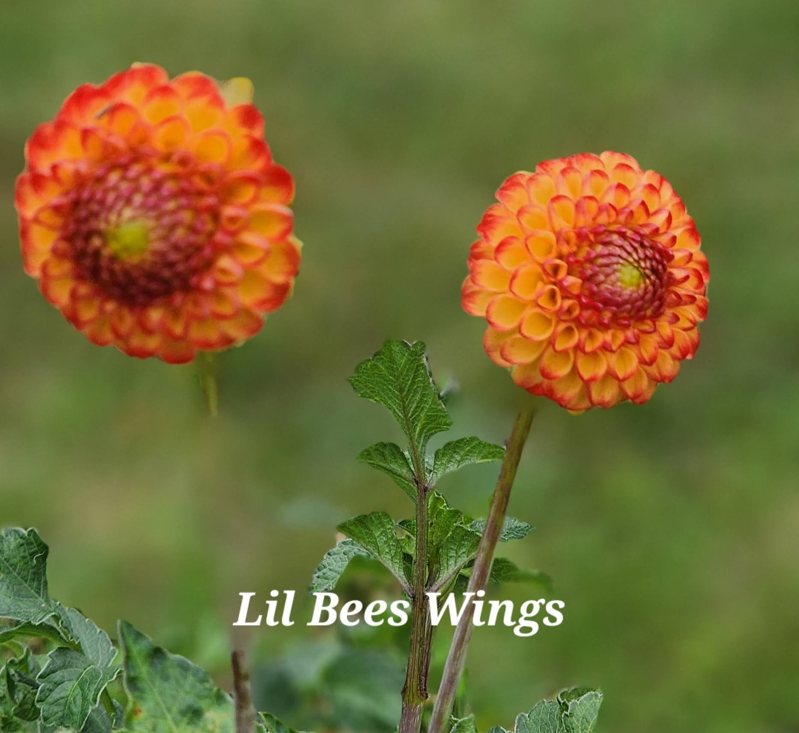 Little Beeswing - Image 4