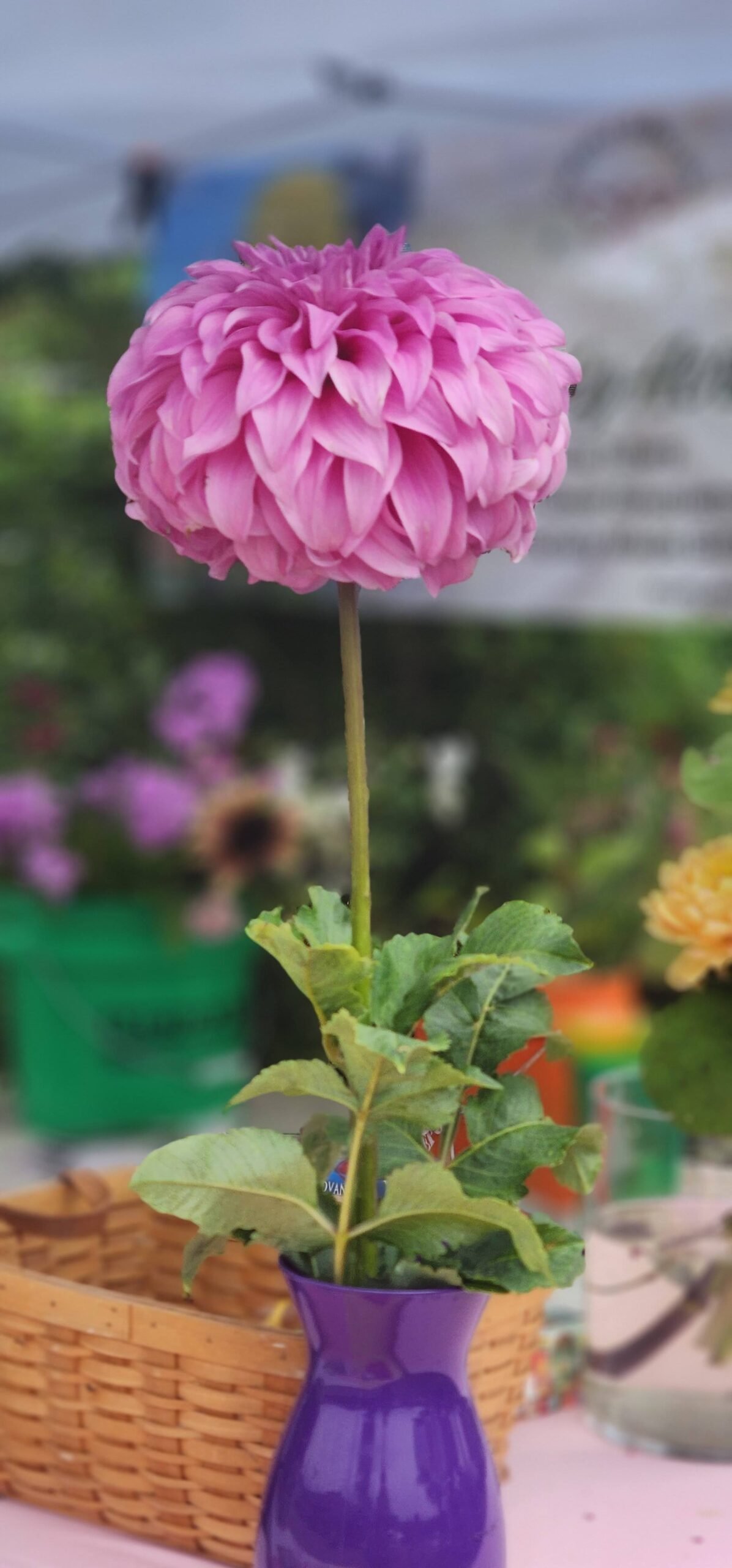 Vassio Meggos - Image 5