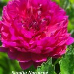 Sandia Nocturne