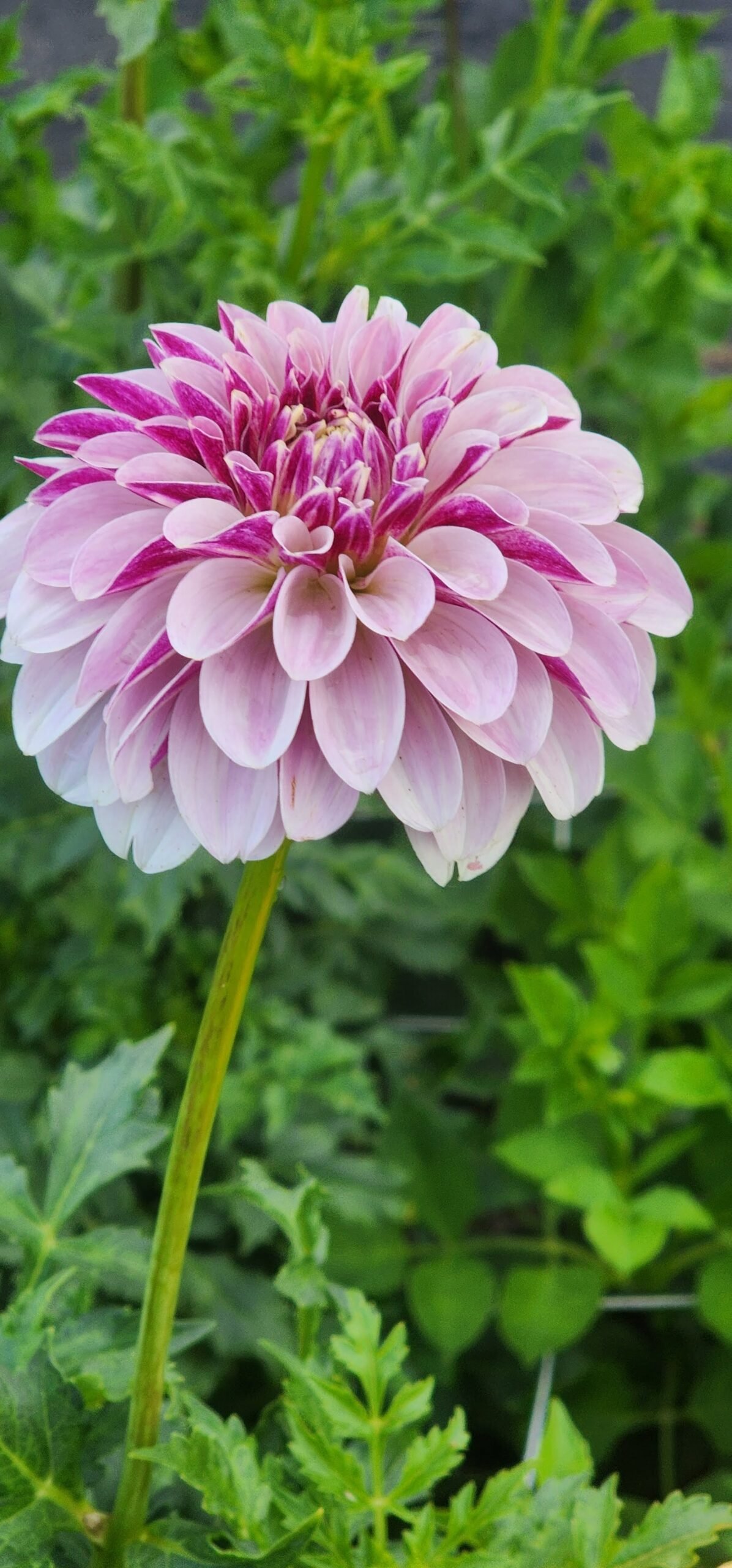 Salish Twilight Girl - Image 3