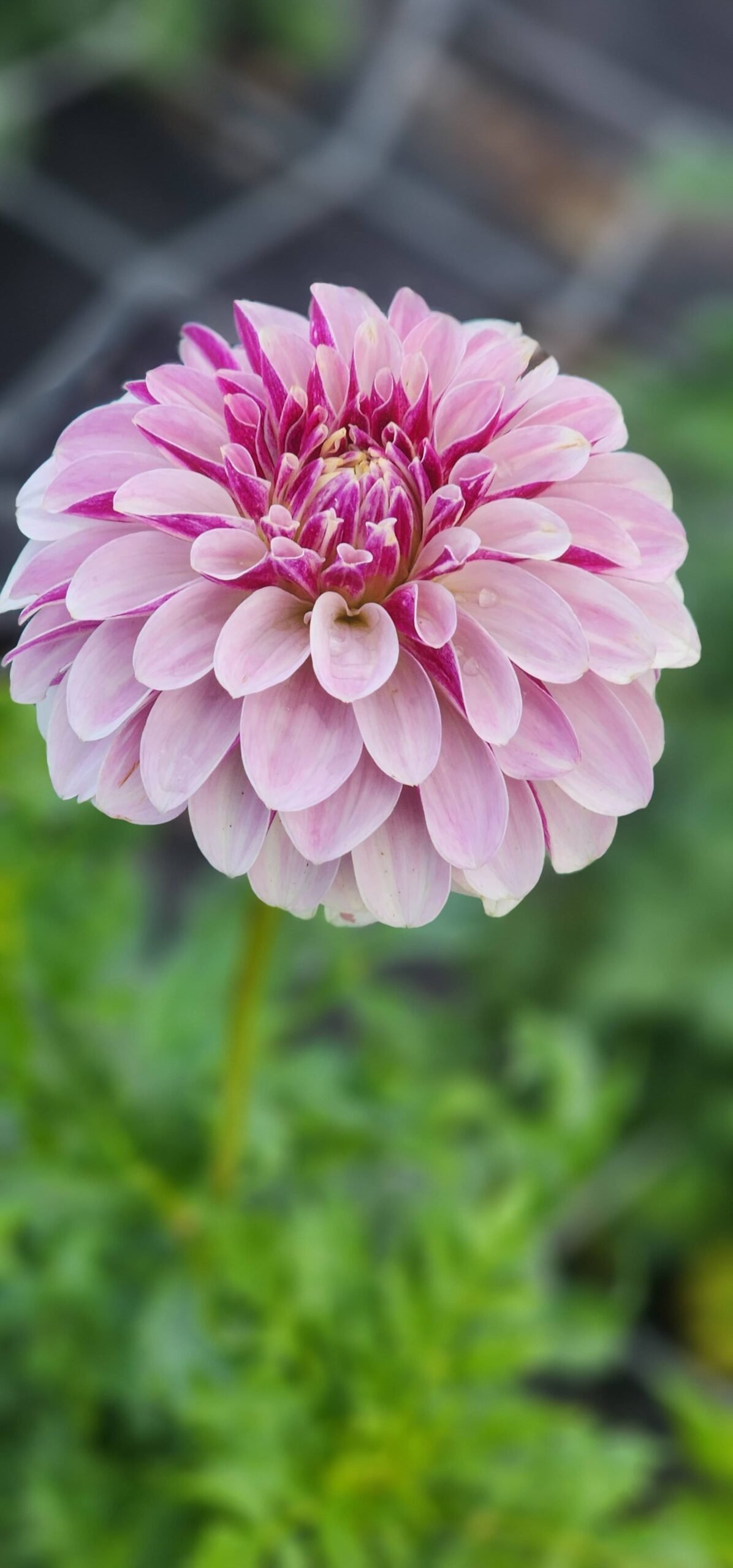 Salish Twilight Girl - Image 4