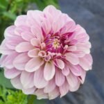 Salish Twilight Girl