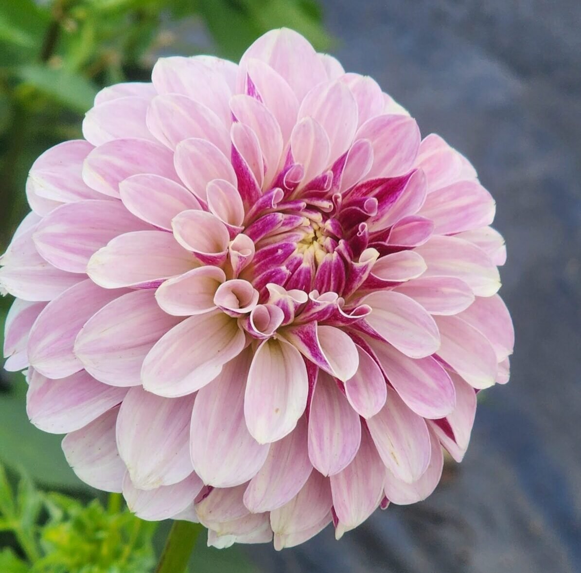 Salish Twilight Girl