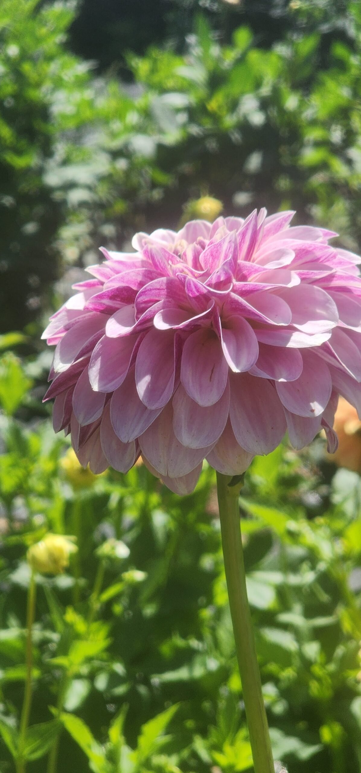 Salish Twilight Girl - Image 5