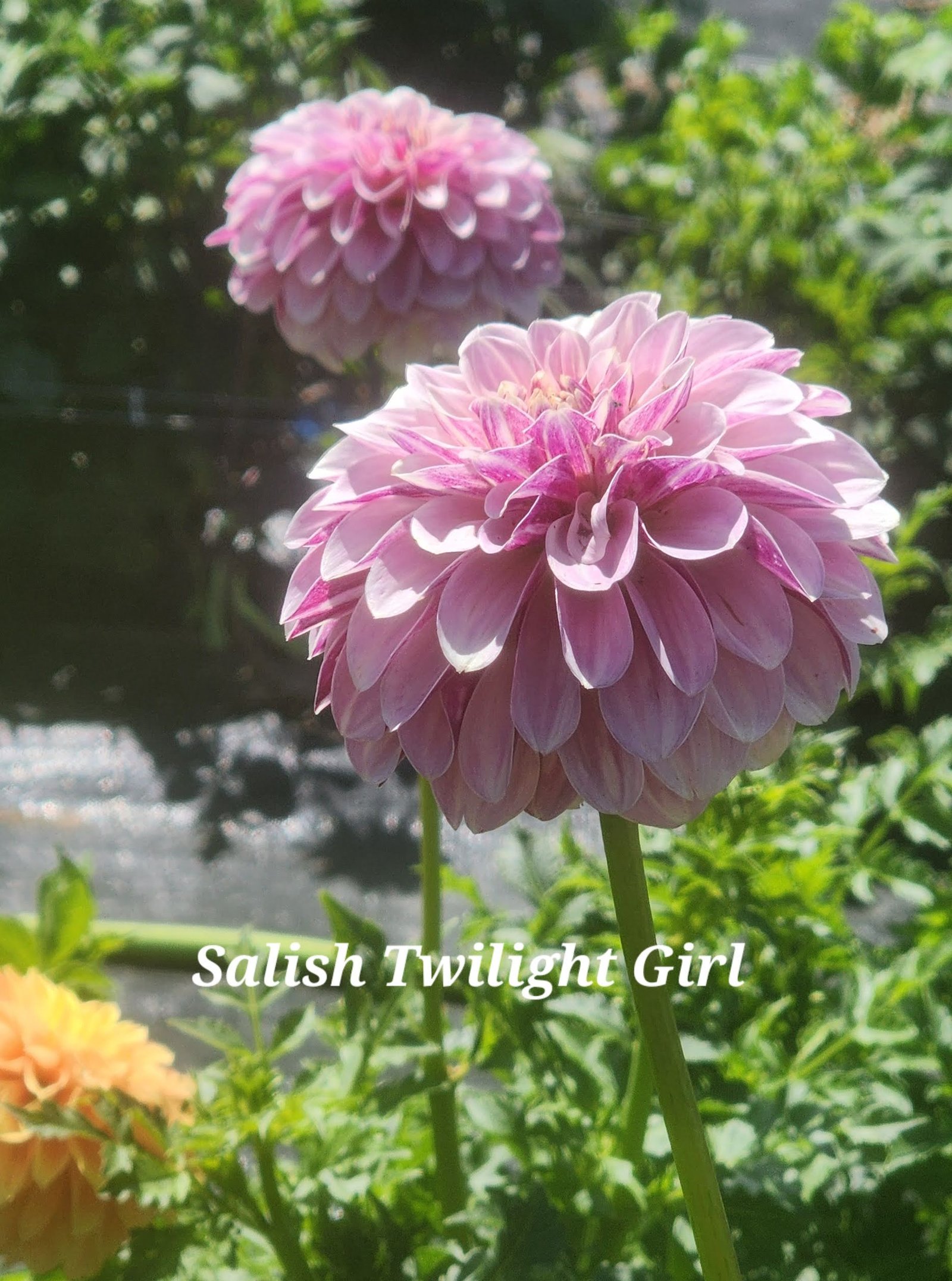 Salish Twilight Girl - Image 6