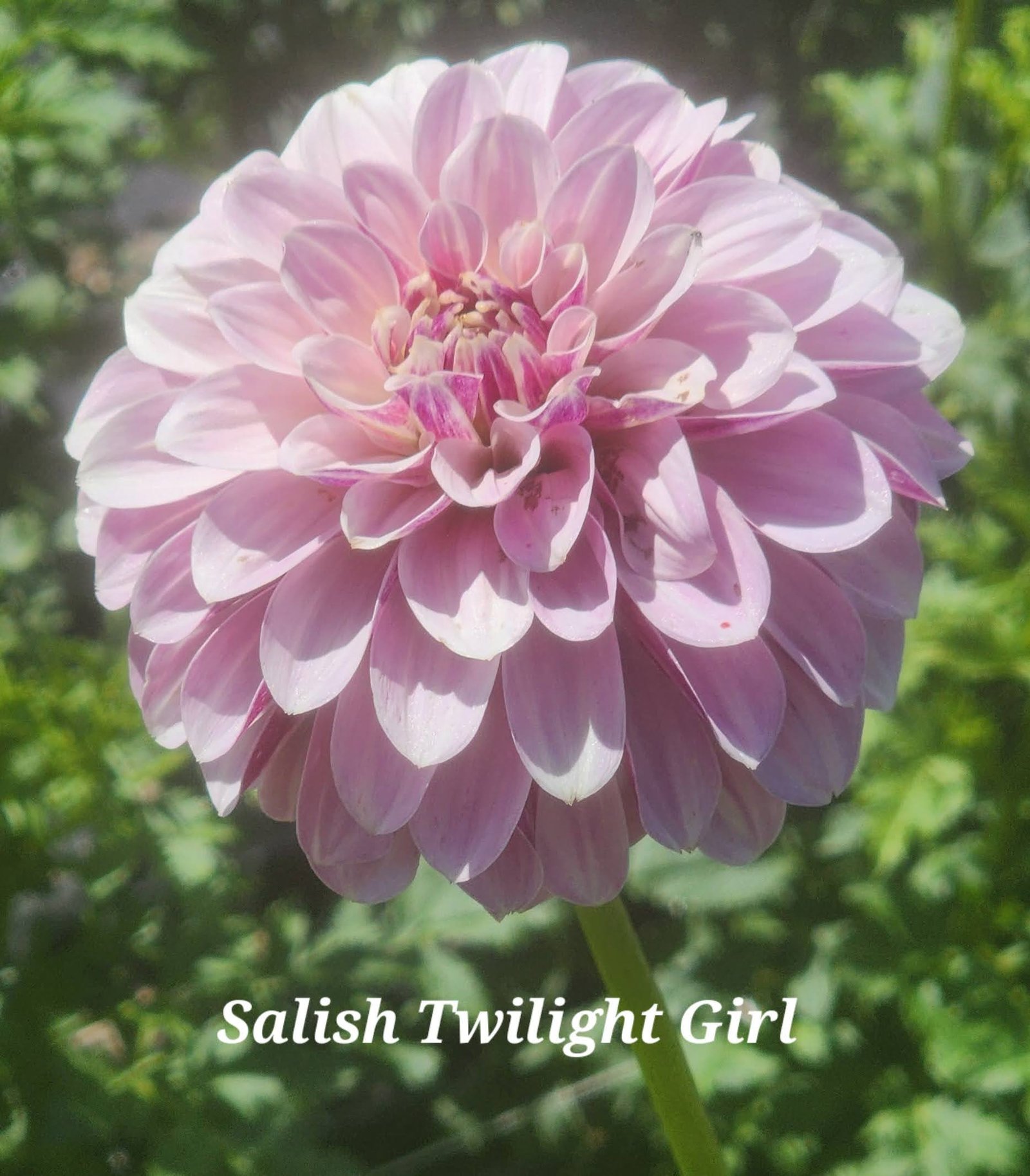 Salish Twilight Girl - Image 7