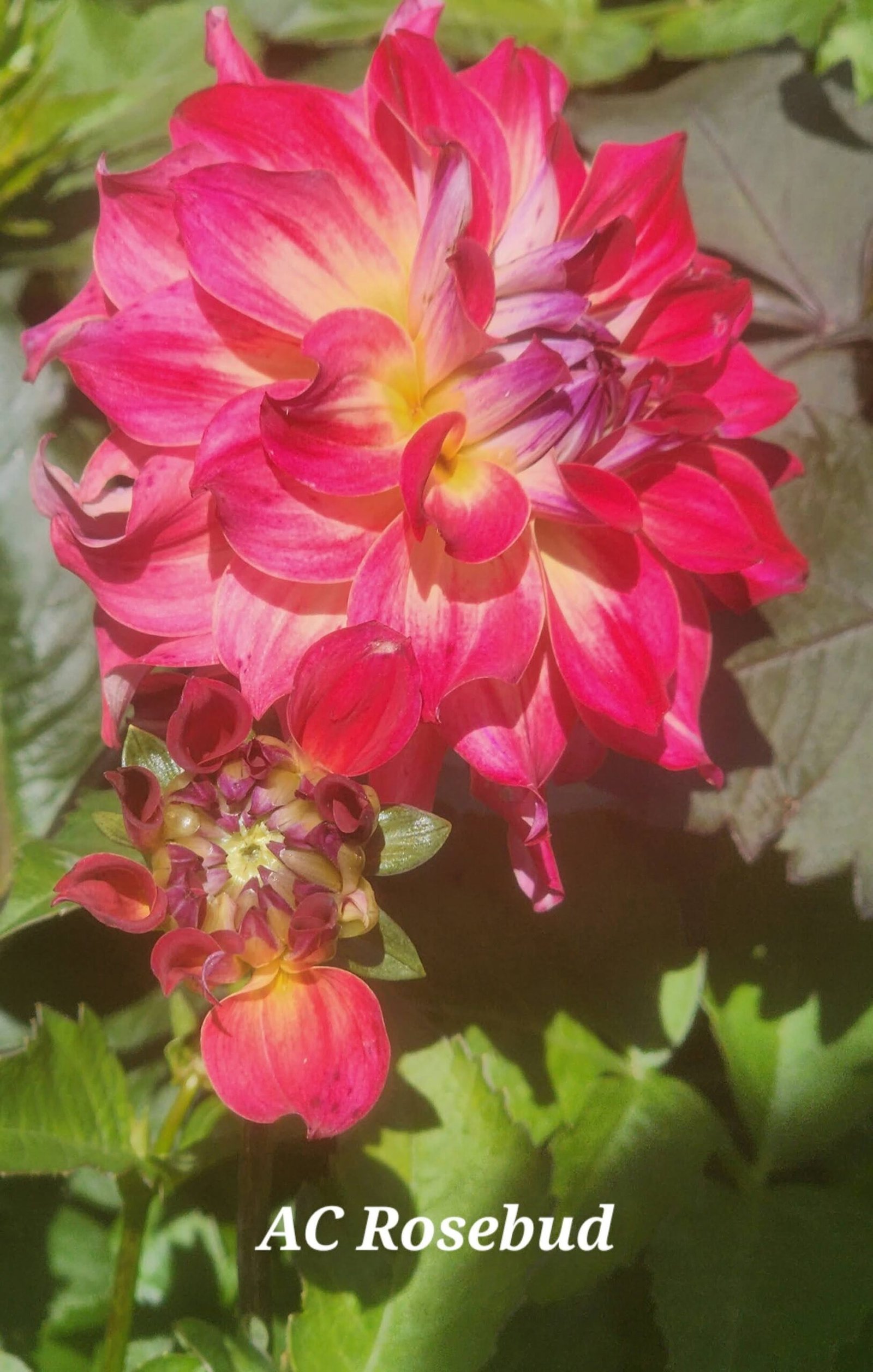 AC Rosebud - Image 2