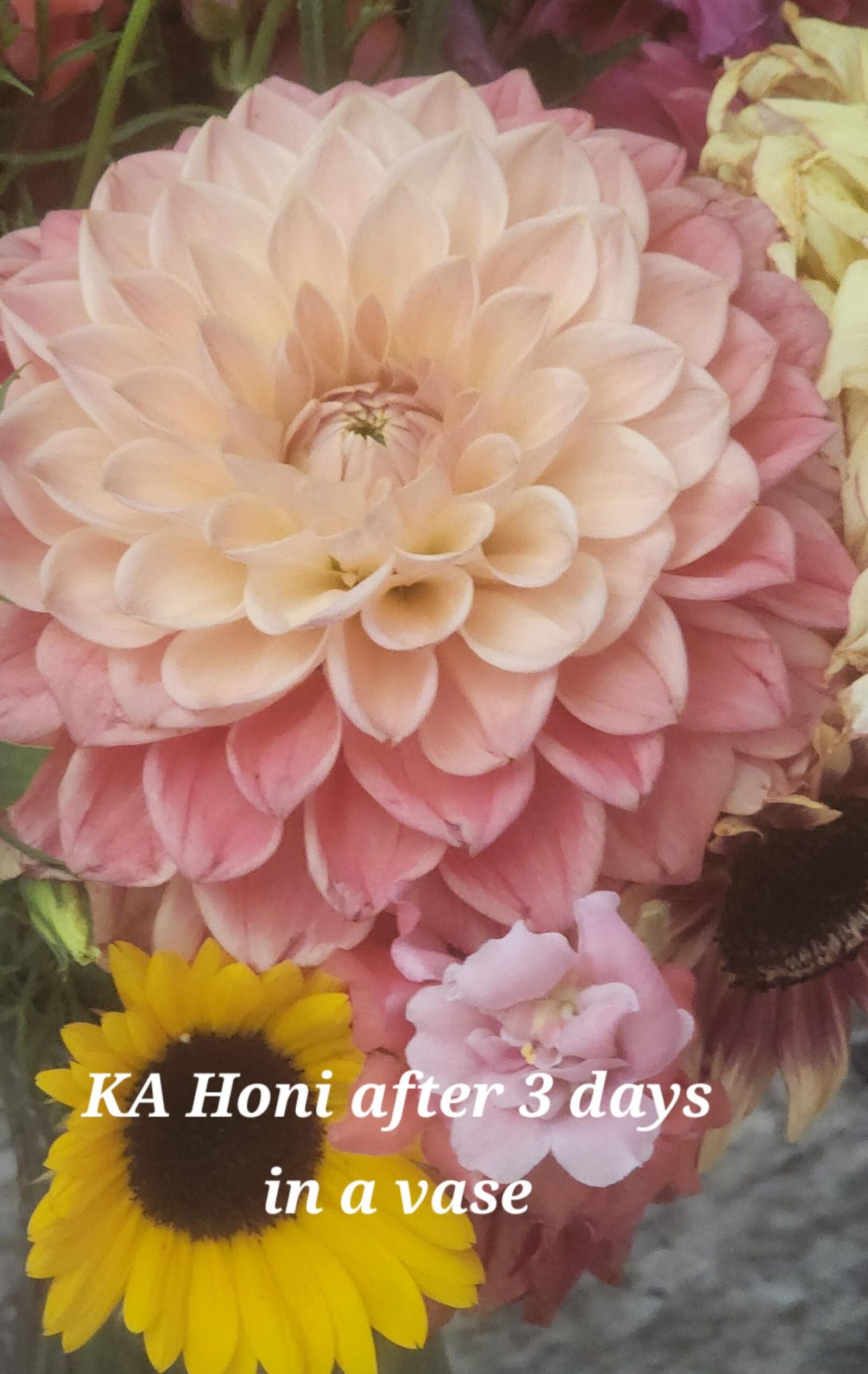 KA Honi - Image 4