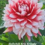 Hollyhill Kris Kringle