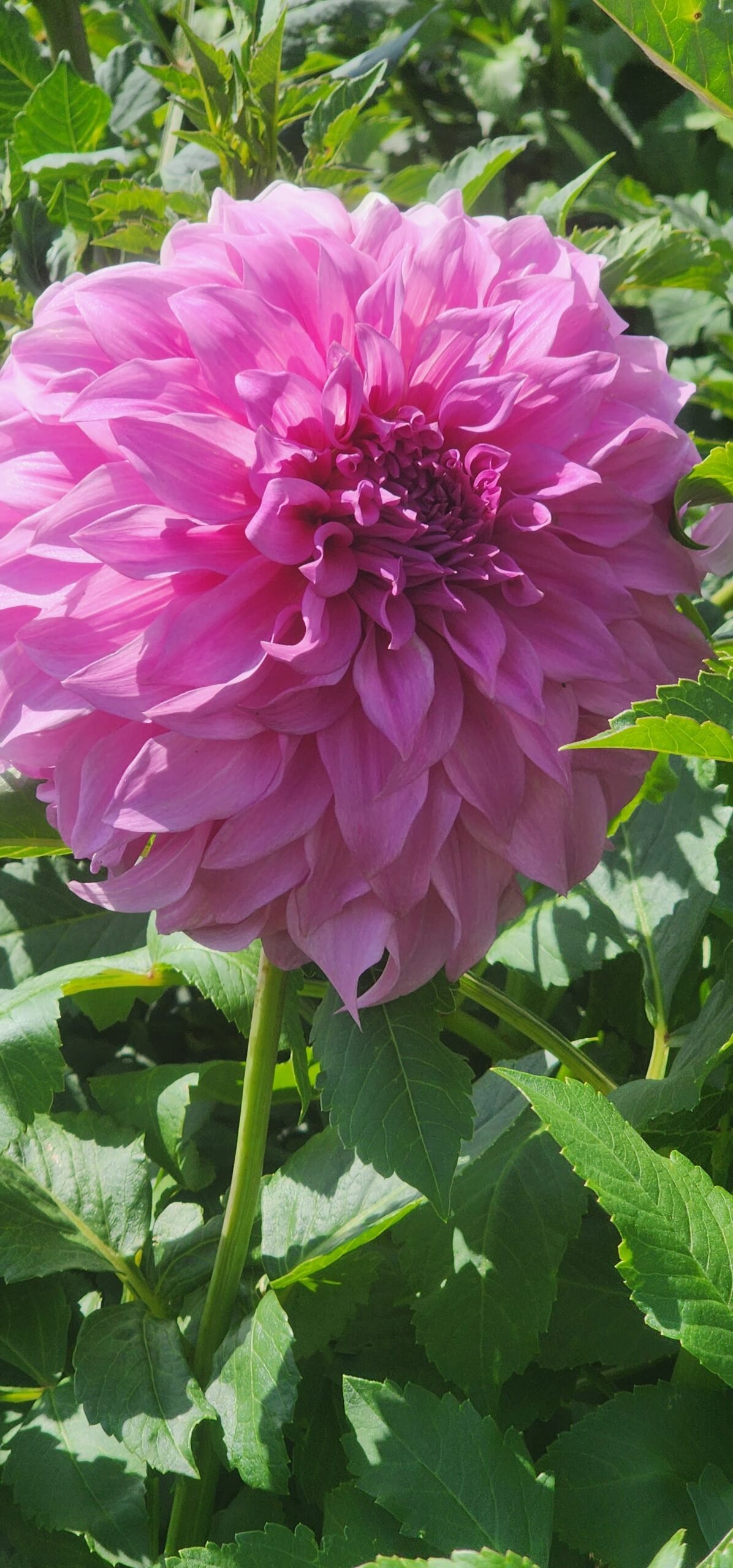 Vassio Meggos - Image 7