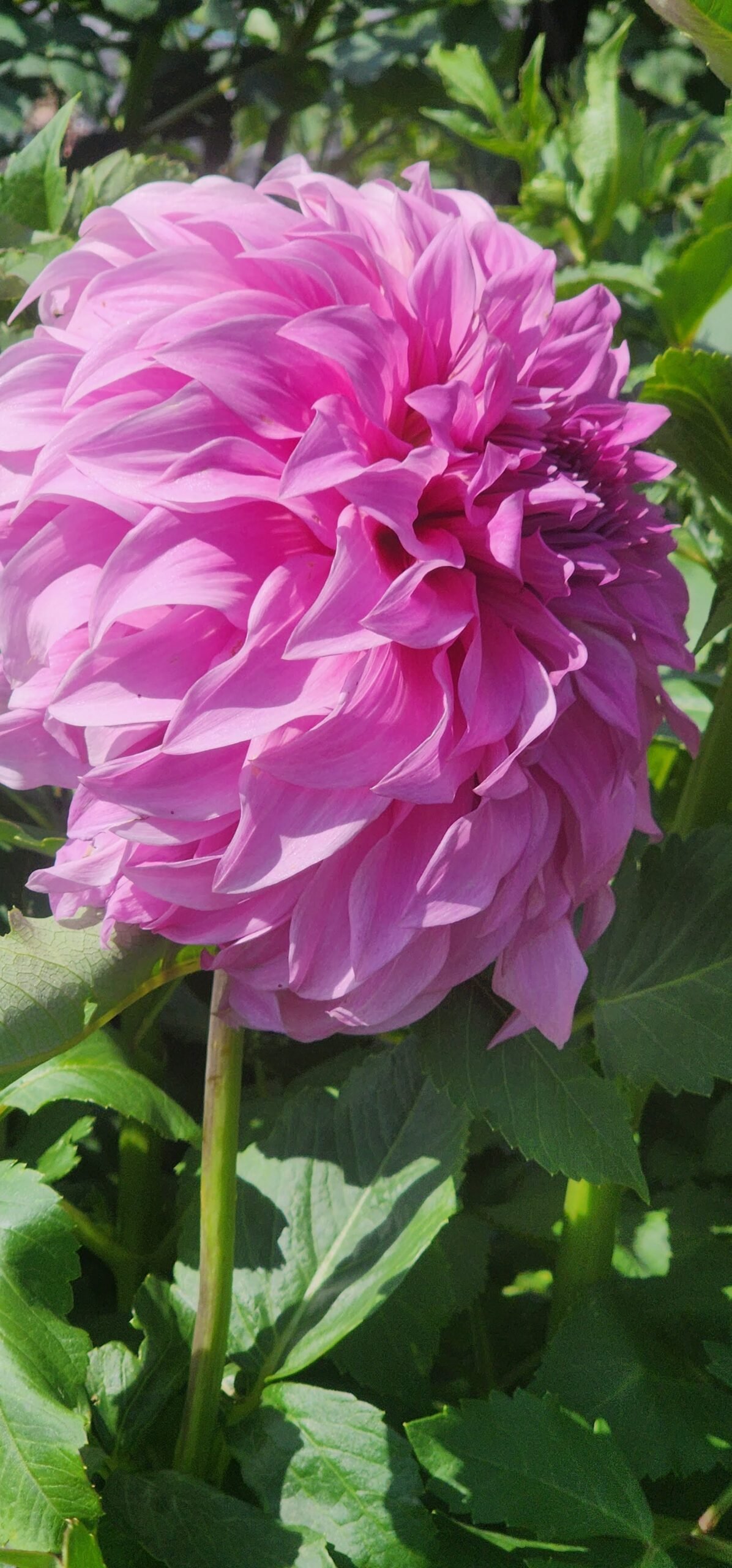 Vassio Meggos - Image 6