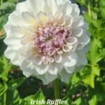 Irish Ruffles