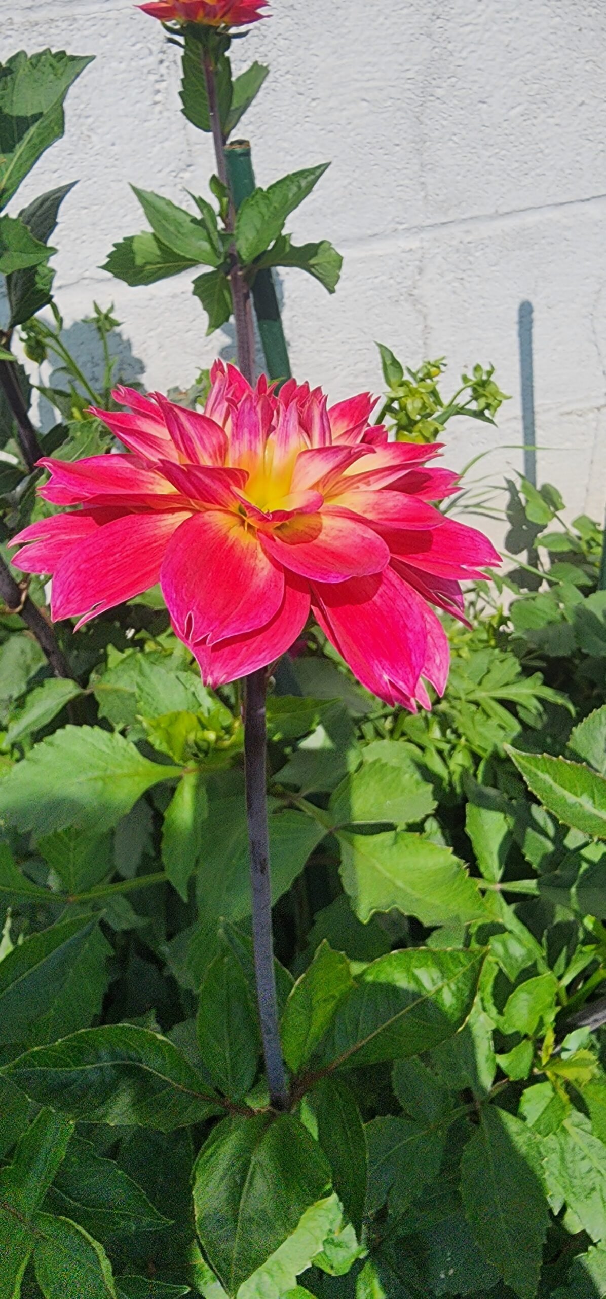 AC Rosebud - Image 3