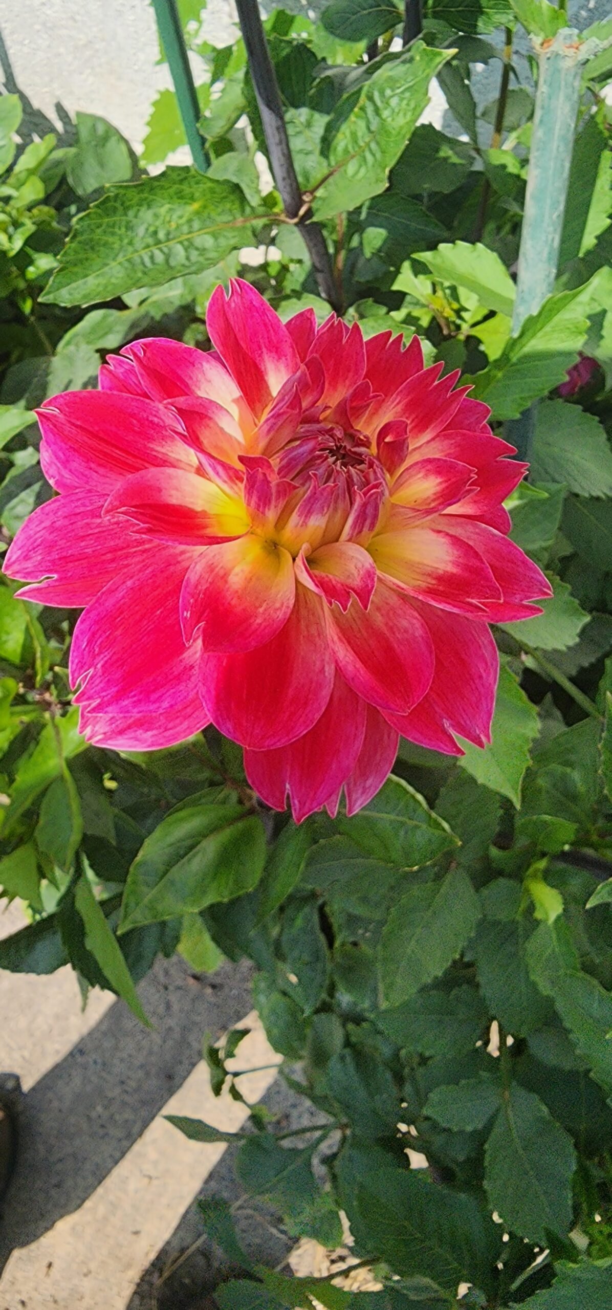 AC Rosebud - Image 4