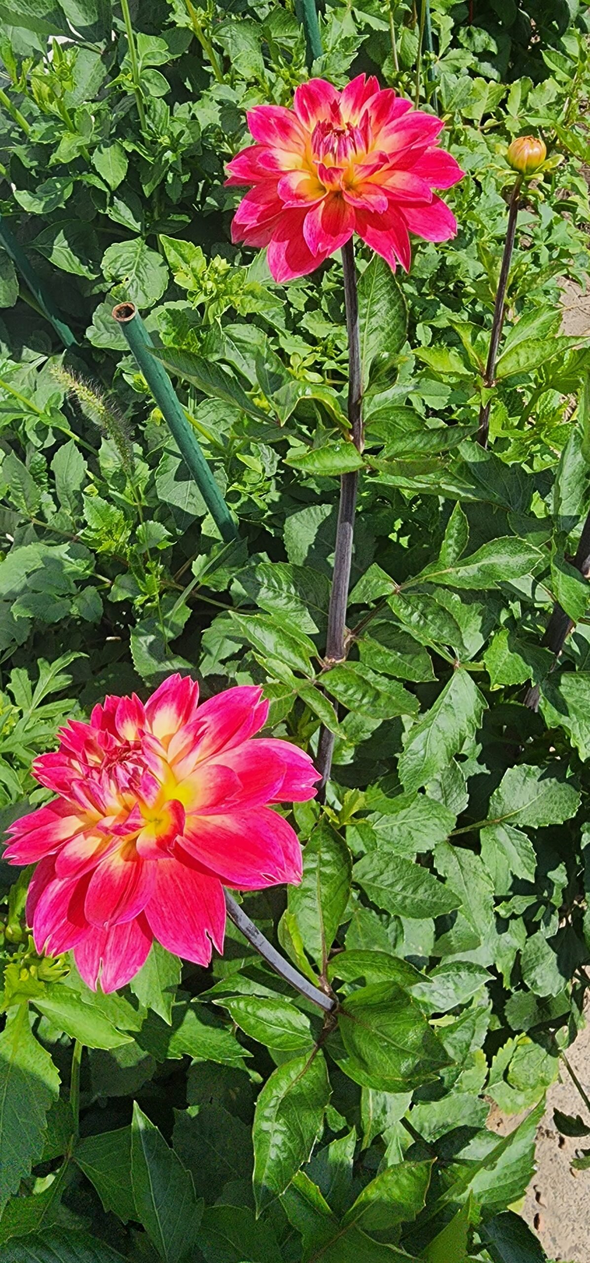 AC Rosebud - Image 5