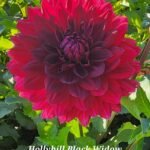 Hollyhill Black Widow