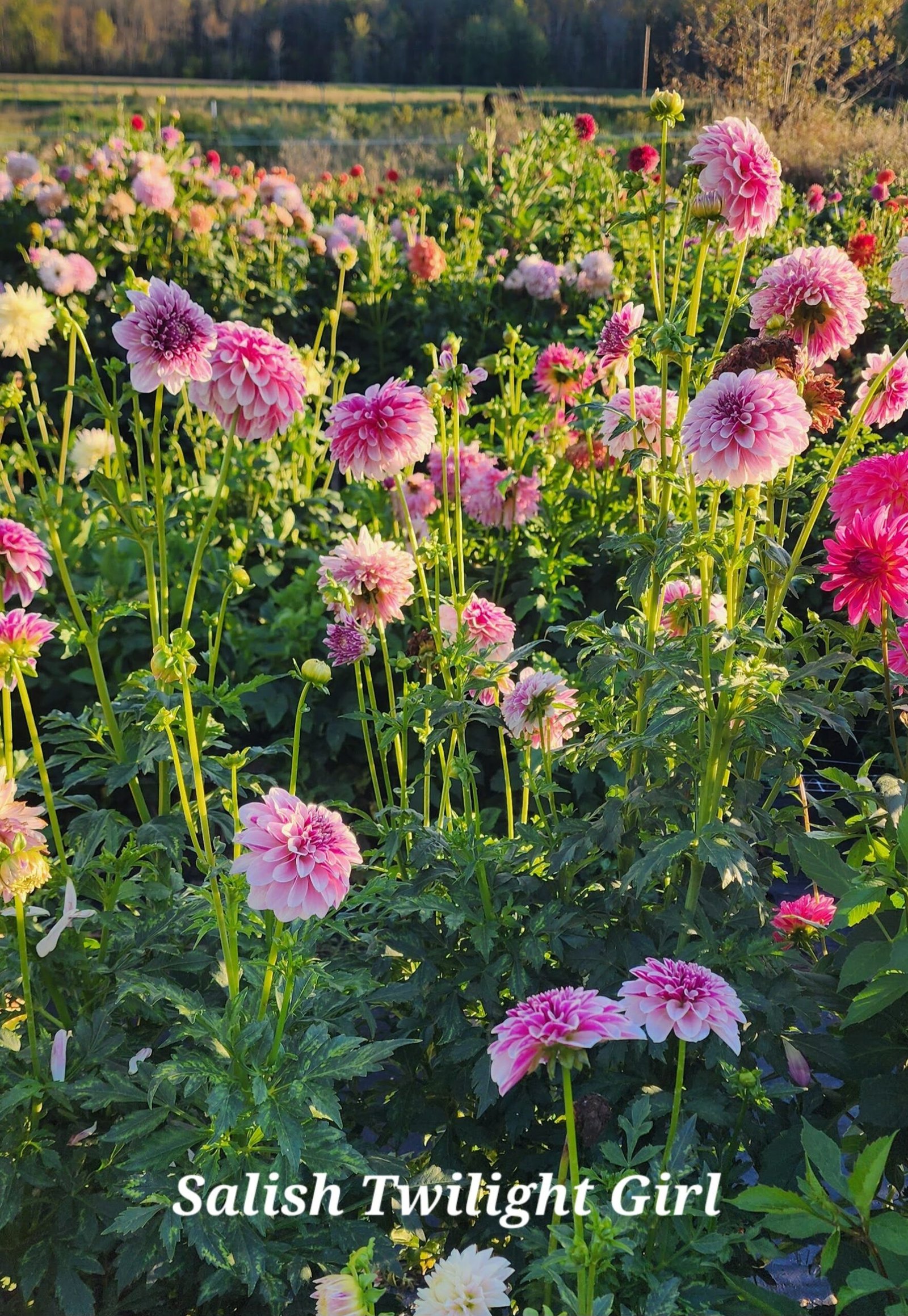 Salish Twilight Girl - Image 2