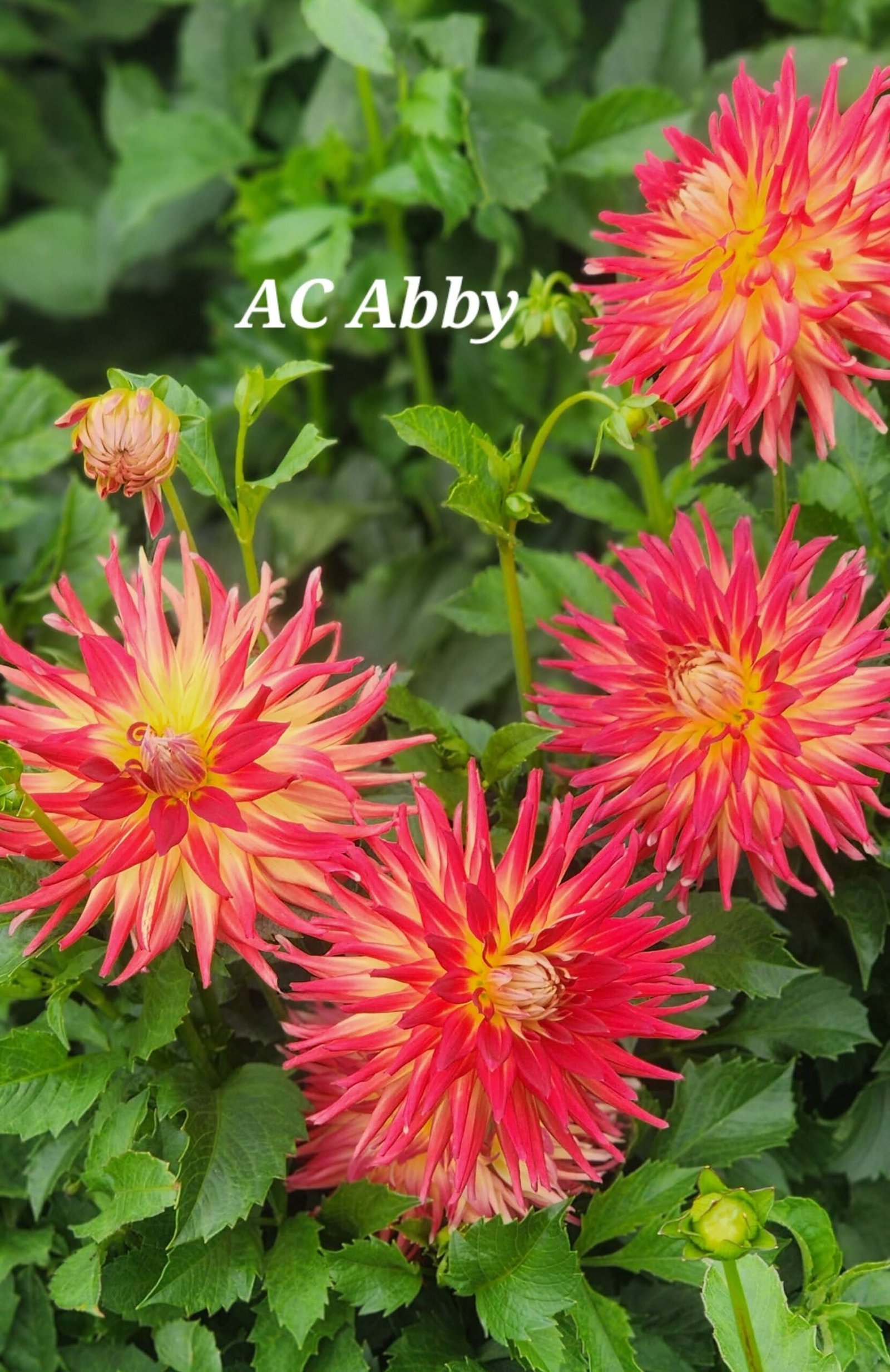 AC Abby - Image 4