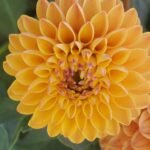 Clearview Butterscotch