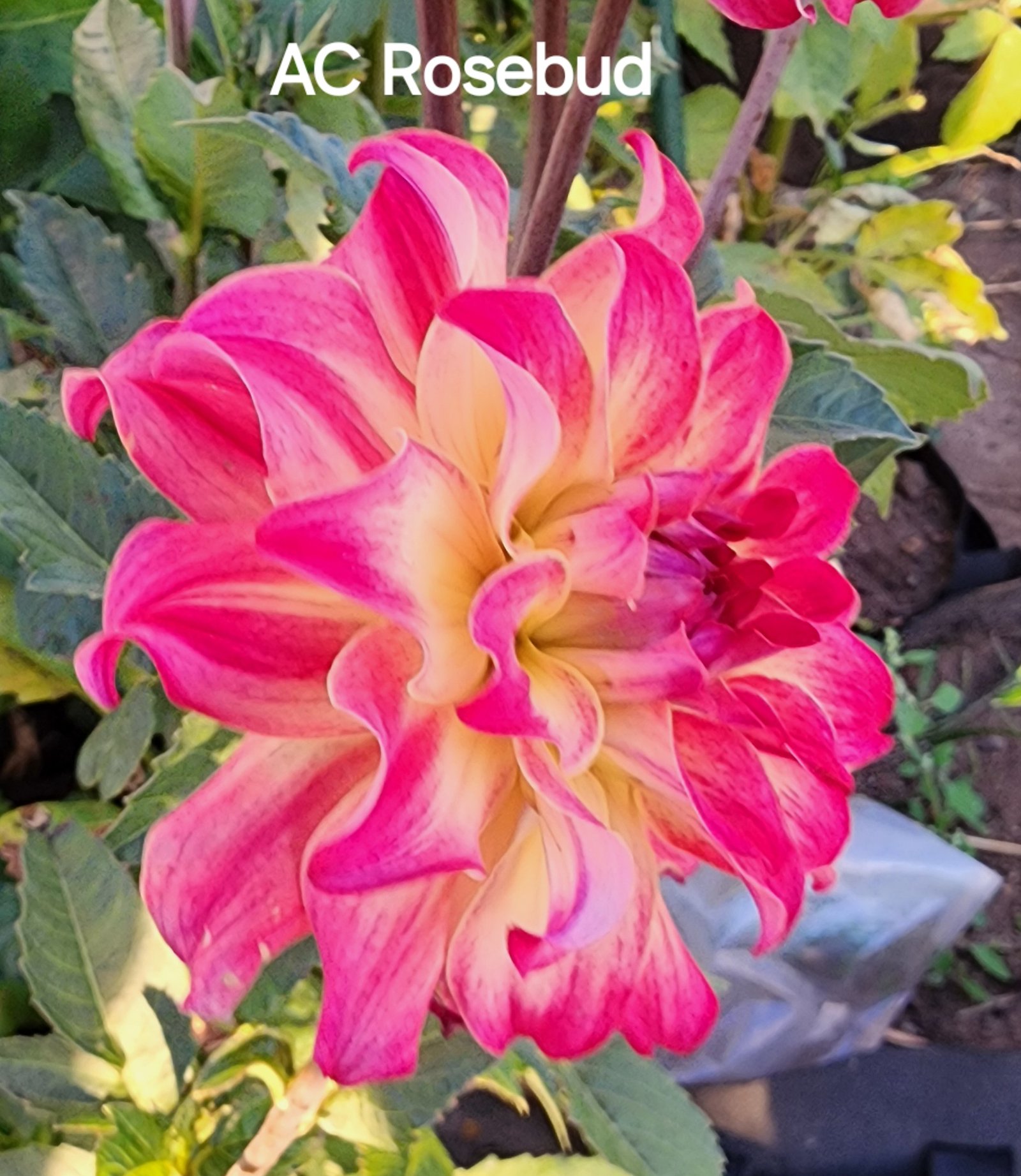 AC Rosebud - Image 6