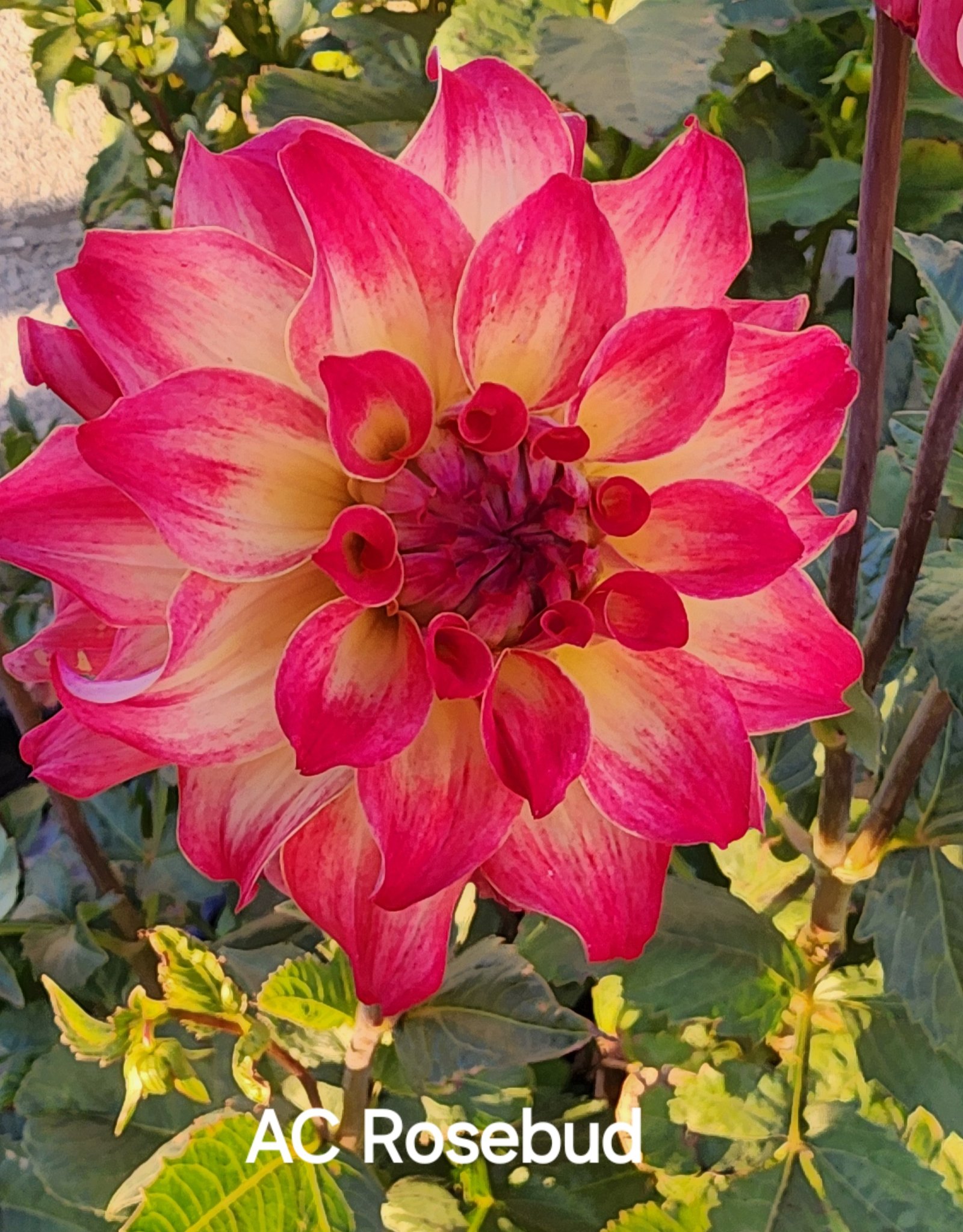 AC Rosebud - Image 7