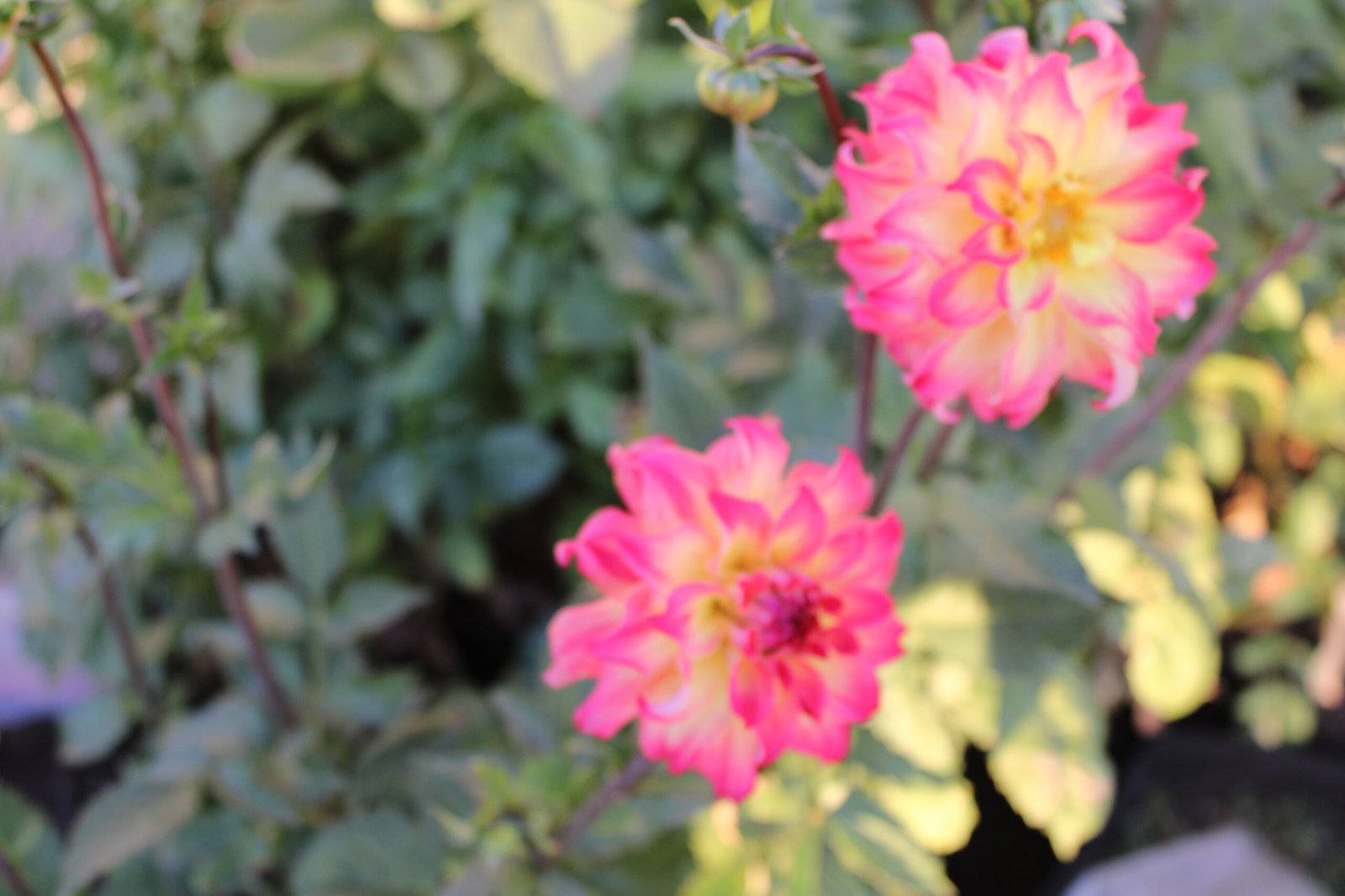 AC Rosebud - Image 8