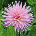 Wyn's Mauve Mist