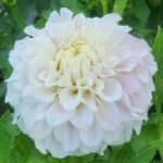 Hollyhill Pink Pearl